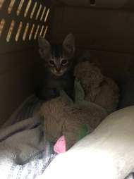 cop rescues kitten