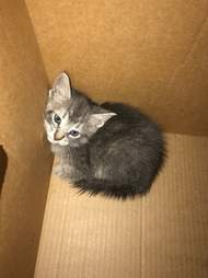 cop rescues kitten