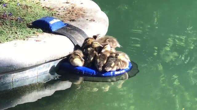 Newly hatched ducklings using FrogLog as a place to rest