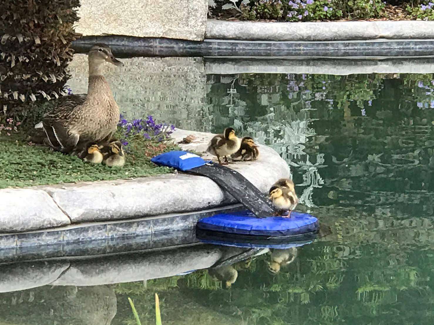 Ducklings resting on FrogLog