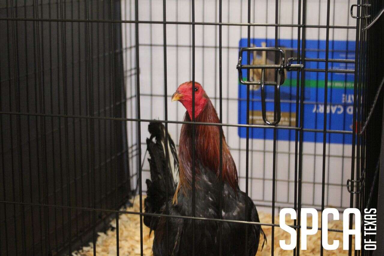 Rescue rooster in cage