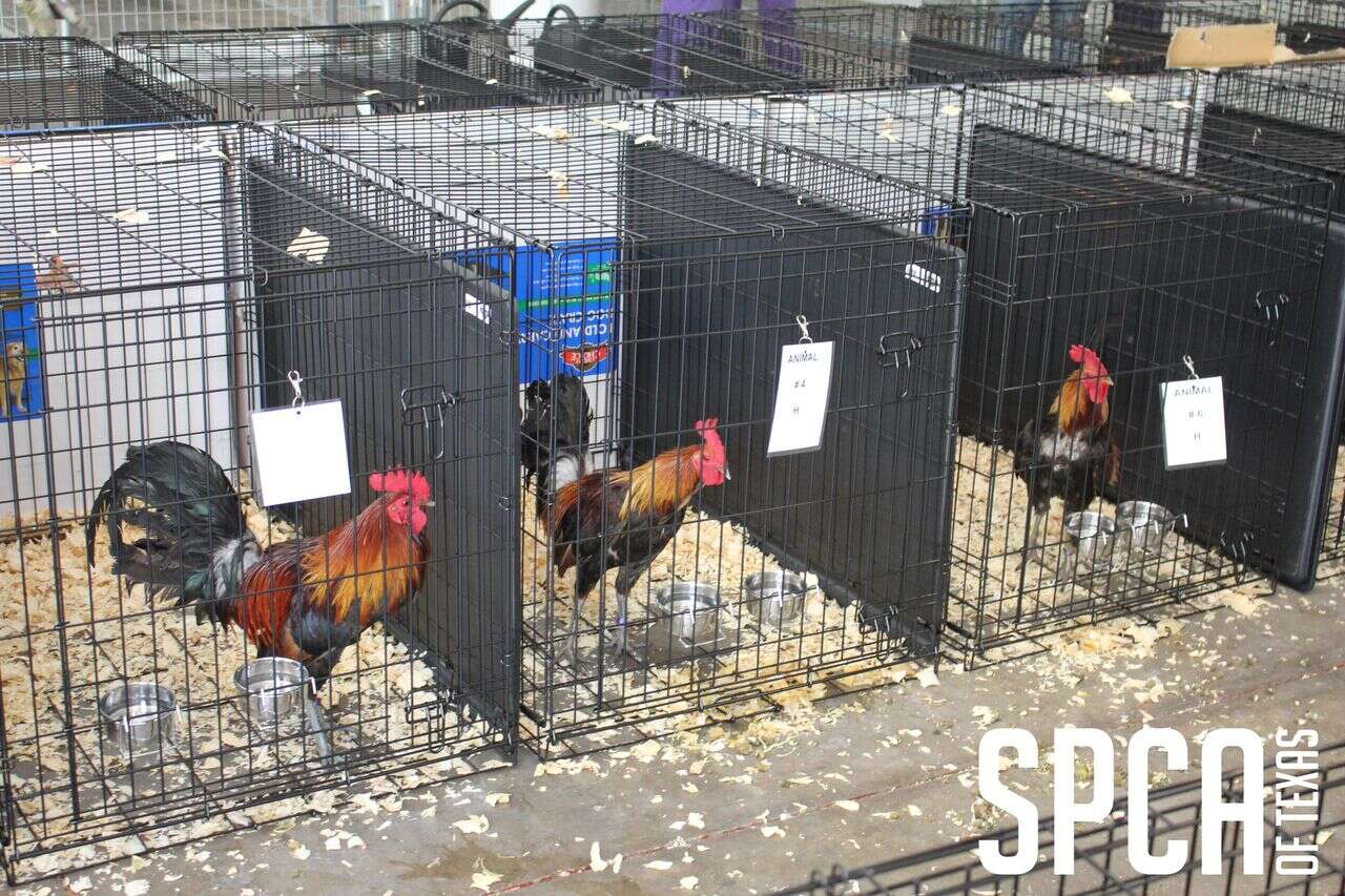 Rescued roosters in kennels