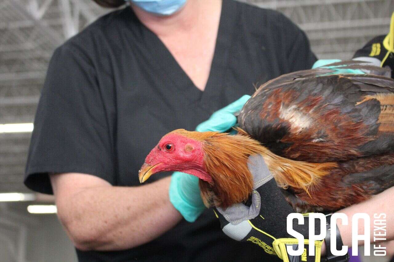 Rescued cockfighting rooster