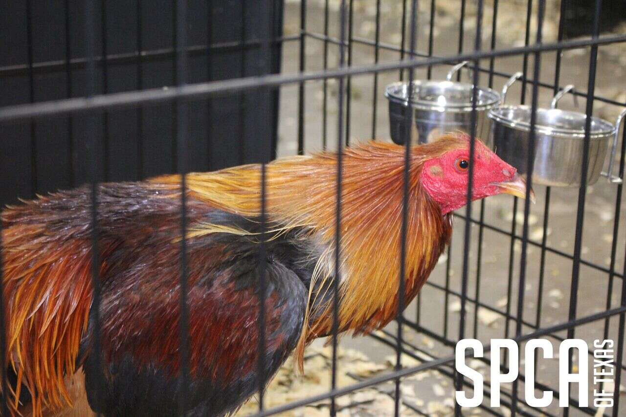 Rescued rooster in cage