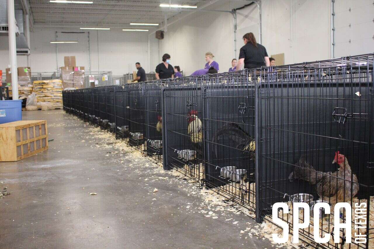 Rescued roosters in facility