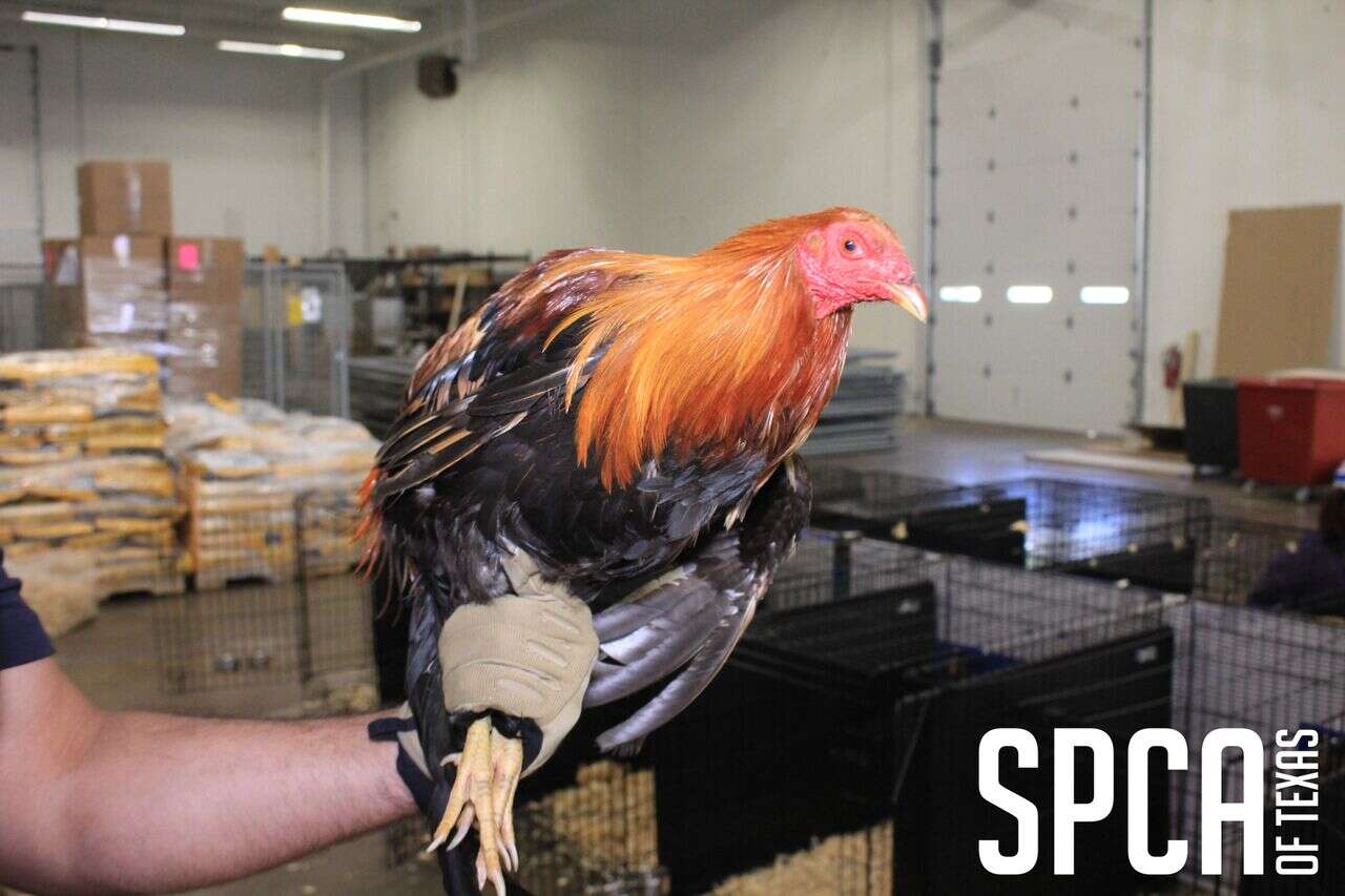 Rescued fighting rooster