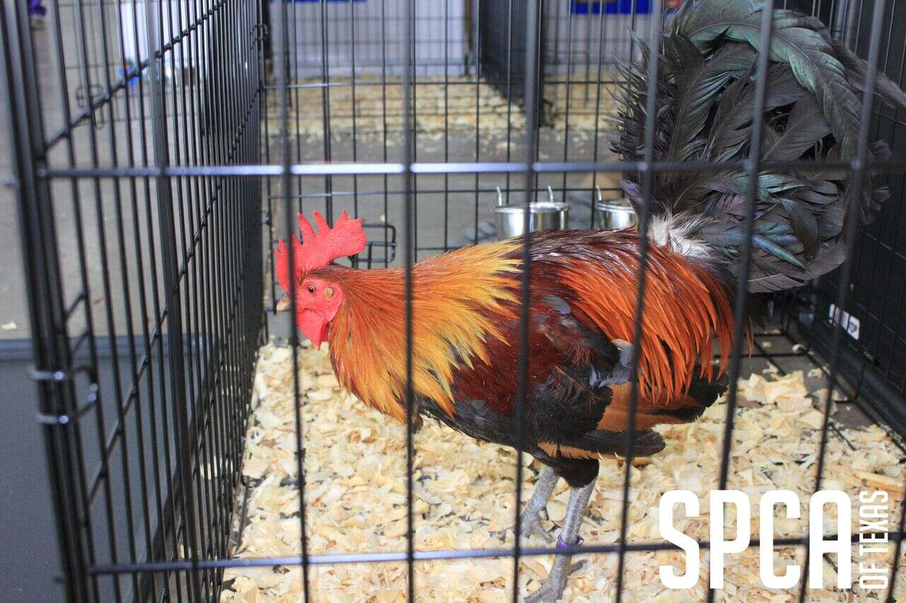 Rescued cockfighting rooster in cage