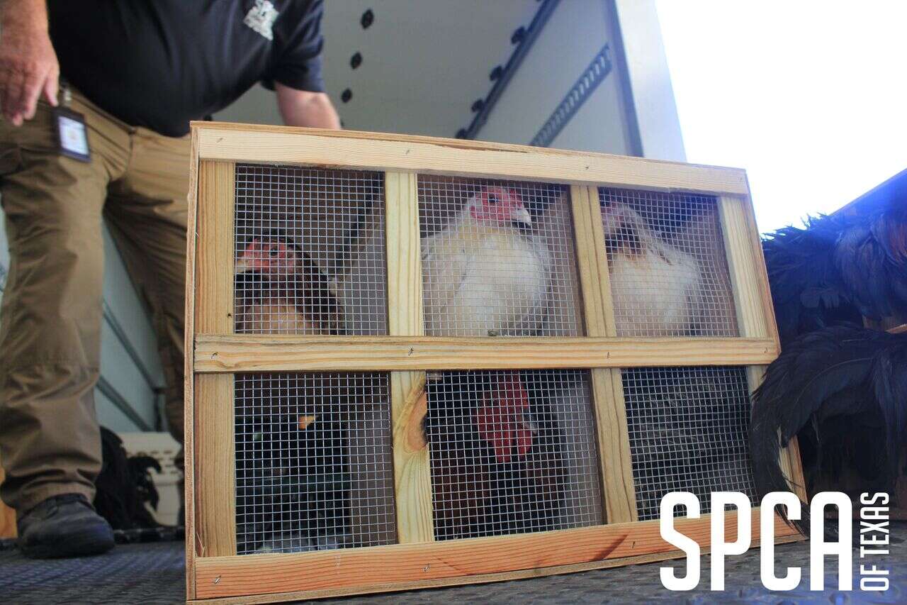 Fighting roosters in transport cages