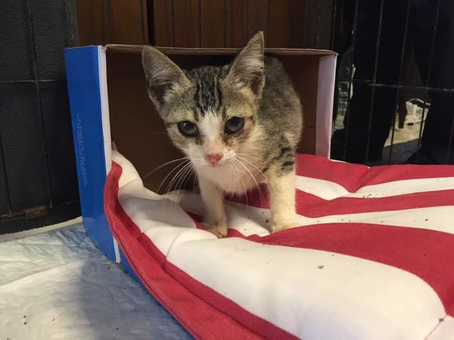 Cat Rescued After Days Stuck On Construction Site Roof - The Dodo