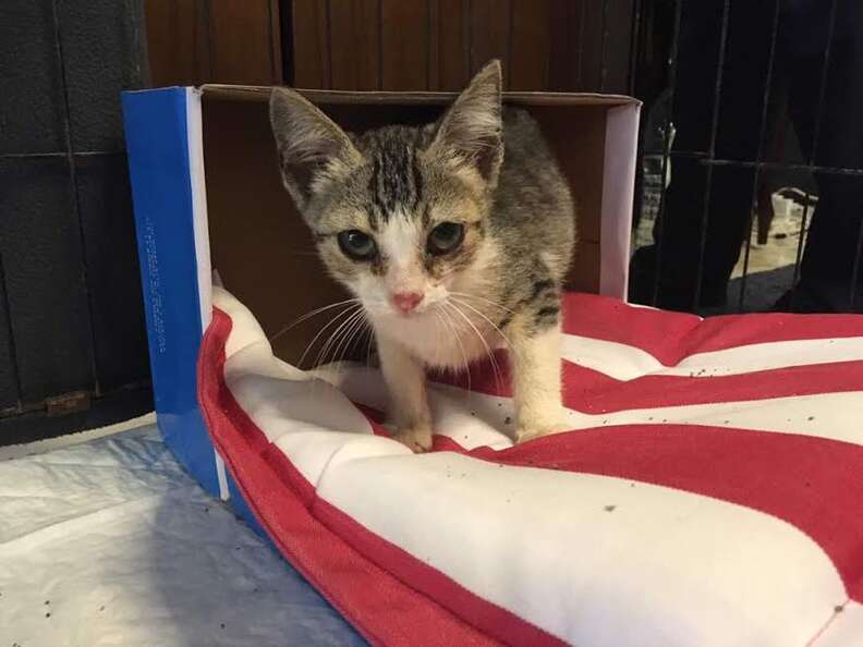 Stray kitten rescued from construction site