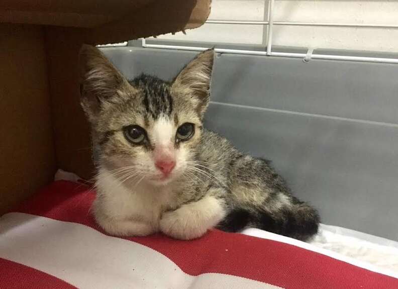 Stray kitten rescued from construction site