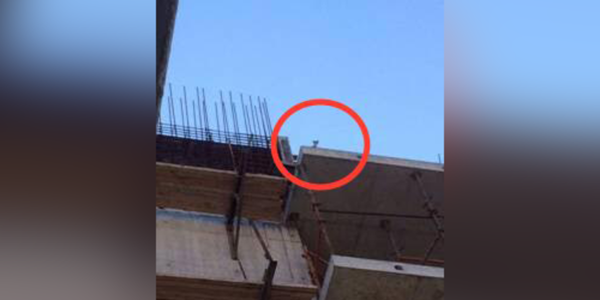 Cat Rescued After Days Stuck On Construction Site Roof - The Dodo