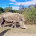 White rhino killed for horn at South African zoo