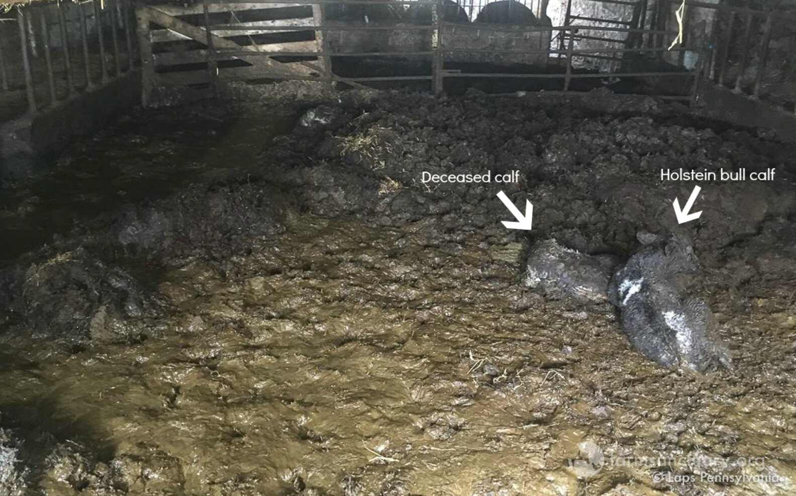 Cows Drowning In Their Own Waste Have The Best Life Now The Dodo