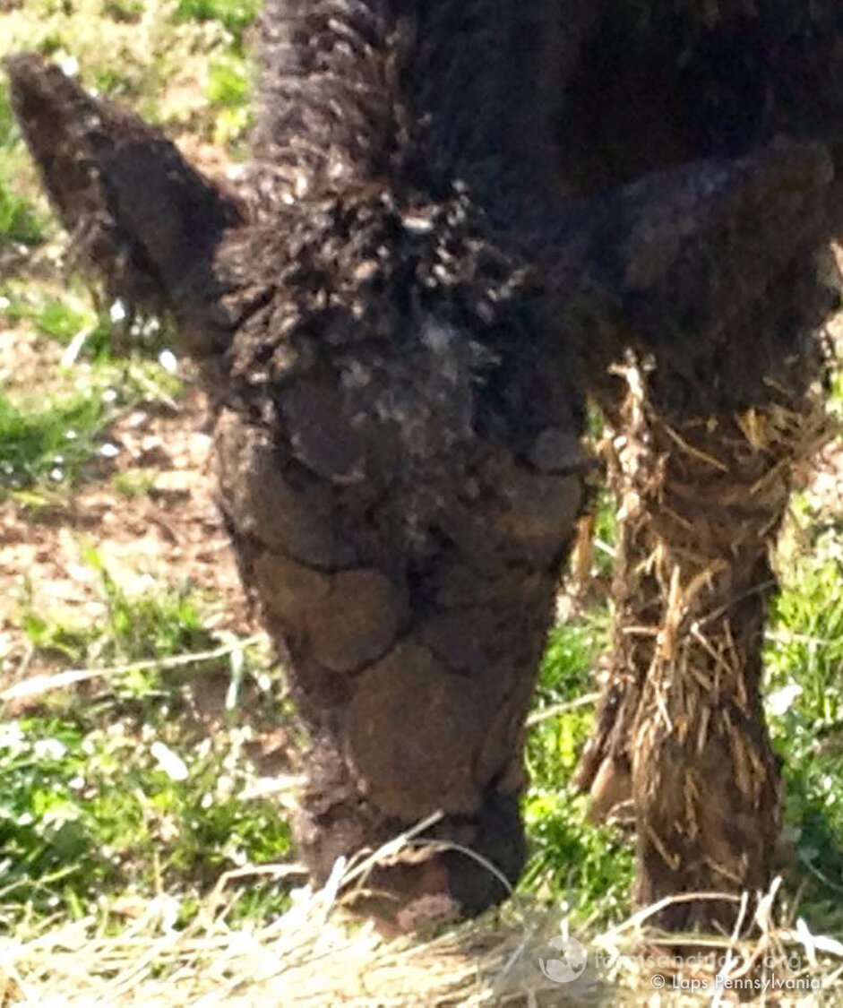 Cows Drowning In Their Own Waste Have The Best Life Now The Dodo