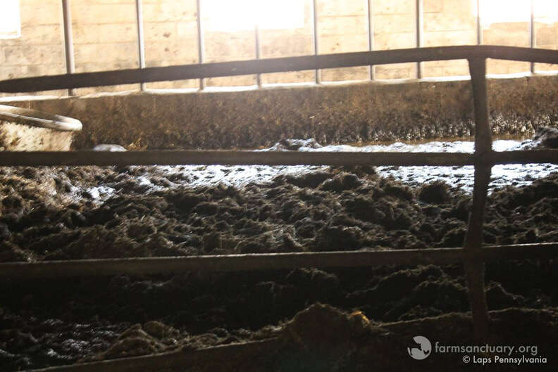 Filthy Barn Cows Drowning In Their Own Waste Have The Best Life Now - The Dodo