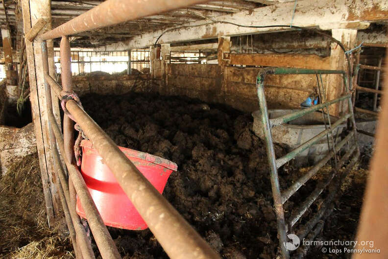 Filthy Barn Cows Drowning In Their Own Waste Have The Best Life Now - The Dodo