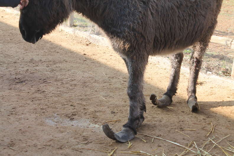 Donkey with overgrown hooves