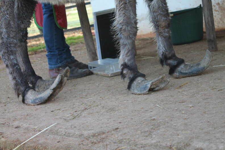 Overgrown hooves on neglected donkey
