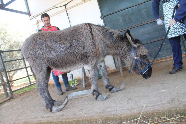 Donkey with overgrown hooves