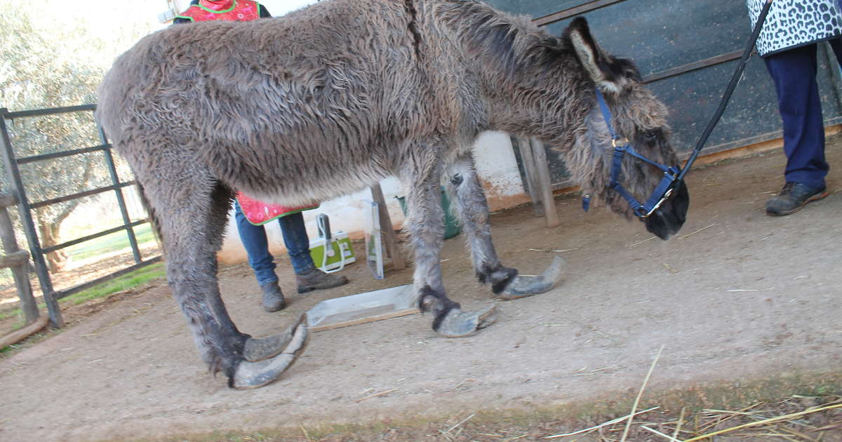 Neglected Donkey With Overgrown Hooves Gets Help The Dodo