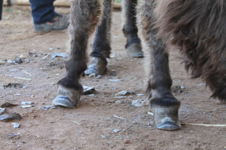 Neglected donkey with hooves trimmed