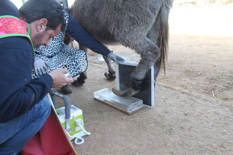 Neglected donkey getting hooves trimmed