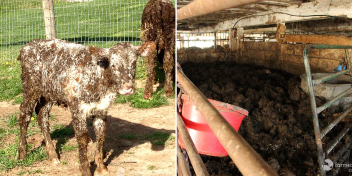 Cows Drowning In Their Own Waste Have The Best Life Now The Dodo