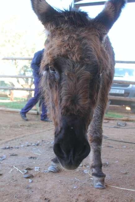 Donkey rescued from neglect