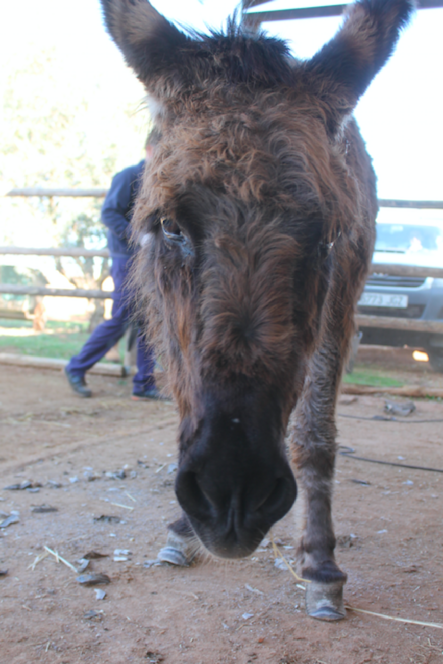 Neglected Donkey With Overgrown Hooves Gets Help The Dodo