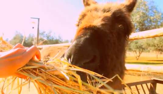 Donkey offered hay at sanctuary