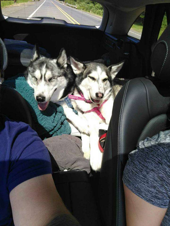 blind husky