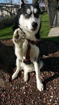 canidae store locator