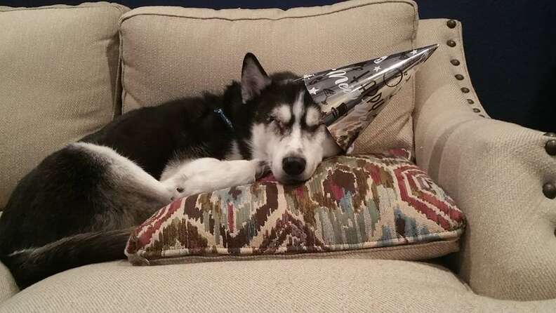 blind husky