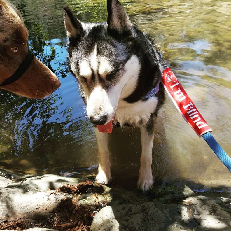blind husky