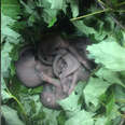 baby squirrels found in cop car