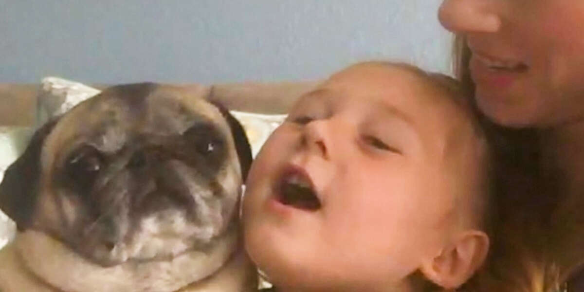 Little Girl Is Growing Up With 3 Pugs - Videos - The Dodo