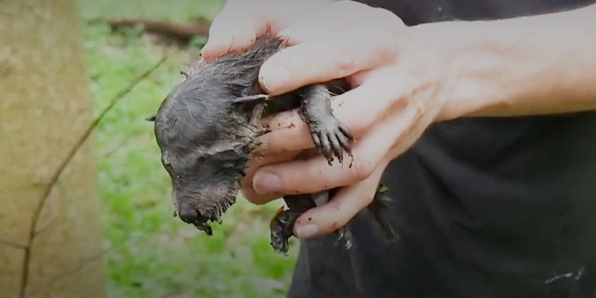 Family Rescues Abandoned Baby Raccoon - Videos - The Dodo