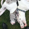 Great Dane Brothers Help Each Other Through Everything