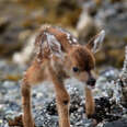 Newborn Fawn Takes Her First Steps