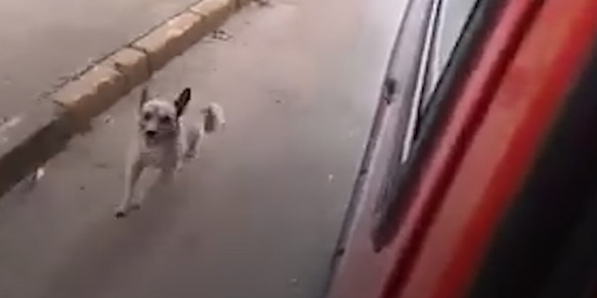 Dog Chases His Dad's Ambulance - Videos - The Dodo