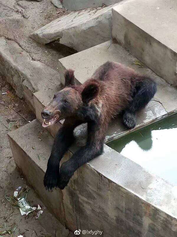 Starving brown bear in Chinese zoo