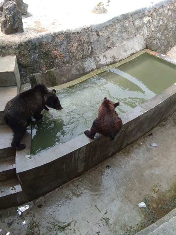 Starving bear at Chinese zoo