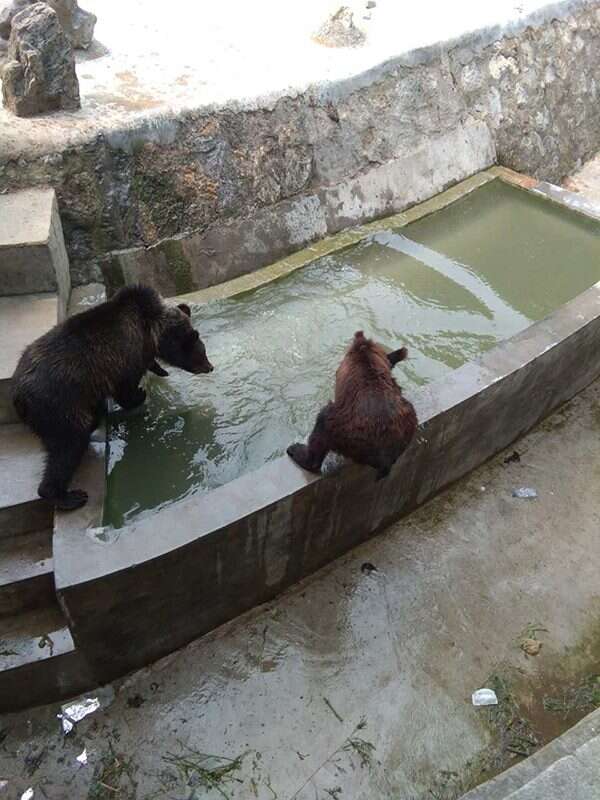 Starving bear at Chinese zoo