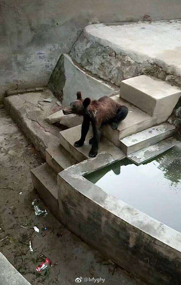 Starving brown bear at Chinese zoo