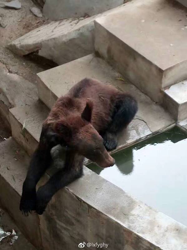 Starving brown bear at Chinese zoo
