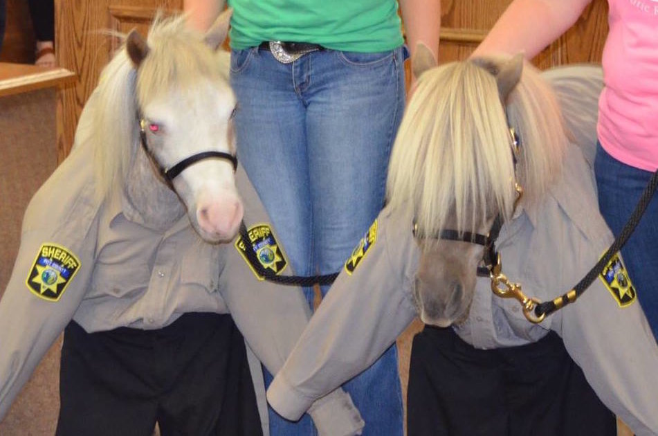 Mini Horses Help Trauma Victims In New Therapy Program The Dodo