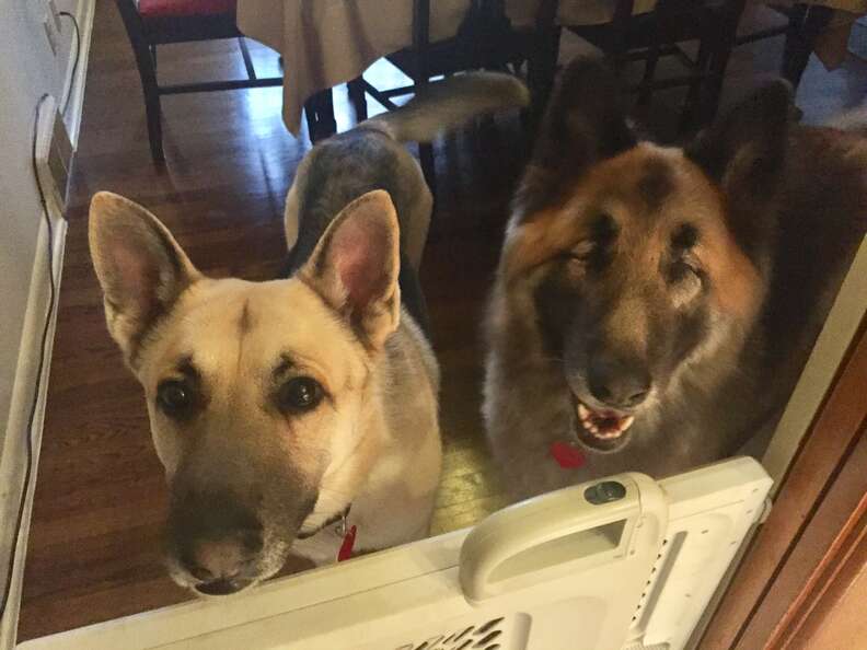 blind german shepherd