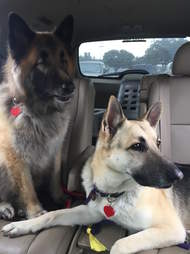 blind german shepherd