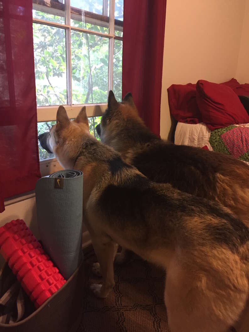 blind german shepherd
